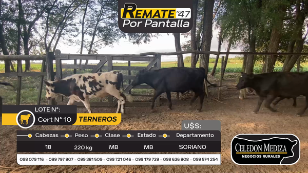 Lote 18 Terneros en Otra Localidad, Soriano