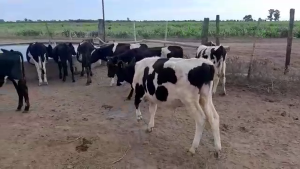 Lote 20 Terneros en Santa Fe, Sunchales