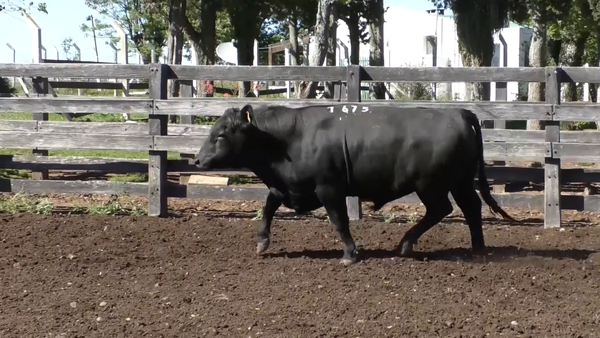 Lote Toro 2 años