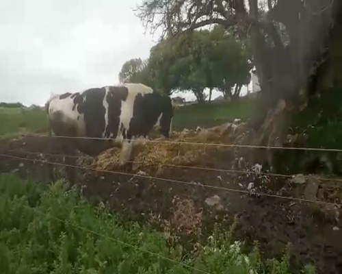 Lote Toros HOLANDO 300kg - , San José