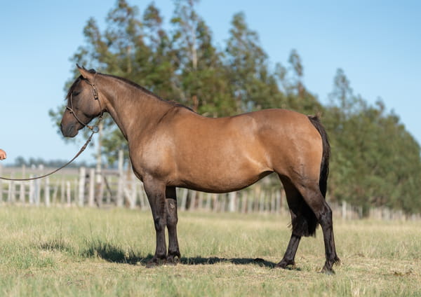 Lote Averías Recompensa
