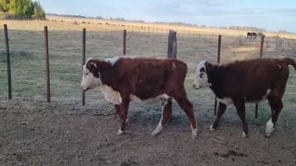 Lote 40 Terneros/as en Bolívar, Buenos Aires