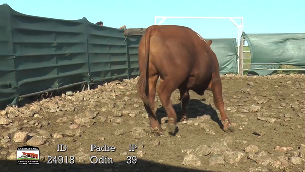 Lote 2 Toros, Durazno