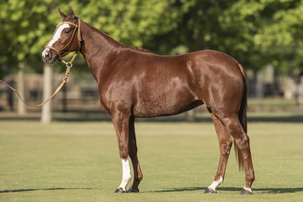 Lote U. MEDIANERA - T/E (DOLFINA EL MESSI - DOLFINA FRONTIER)