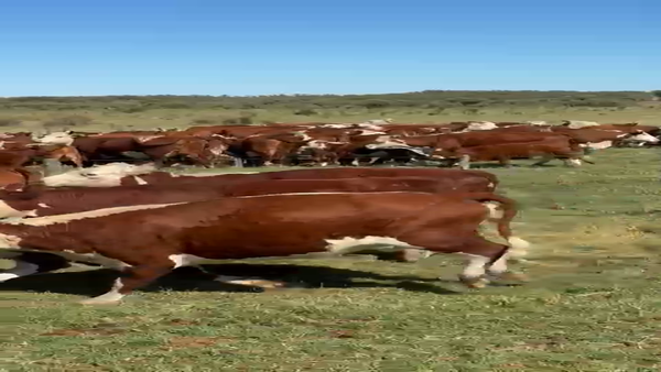 Lote 30 Vaquillonas con Cría en Villarino