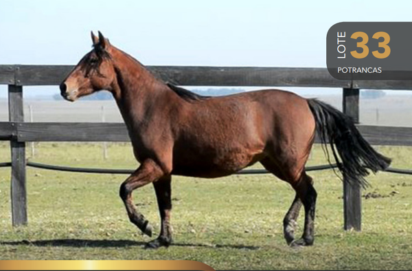 Lote Aquerenciada Secante