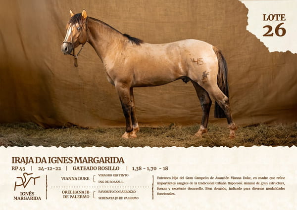 Lote IRAJA DA IGNES MARGARIDA
