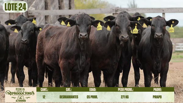 Lote LOTE 24