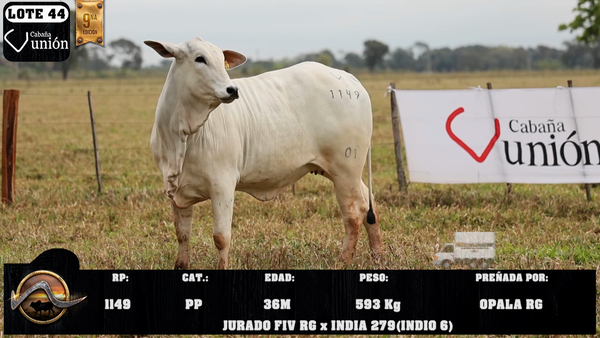 Lote LOTE 44