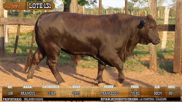 Lote LOTE 131 - VIVO