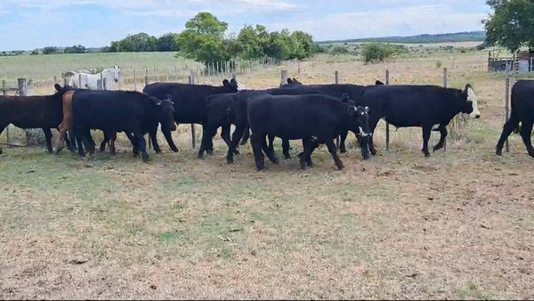 Lote NOVILLOS 1 A 2 AÑOS