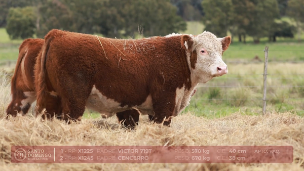 Lote ORDEN 14 TOROS PP