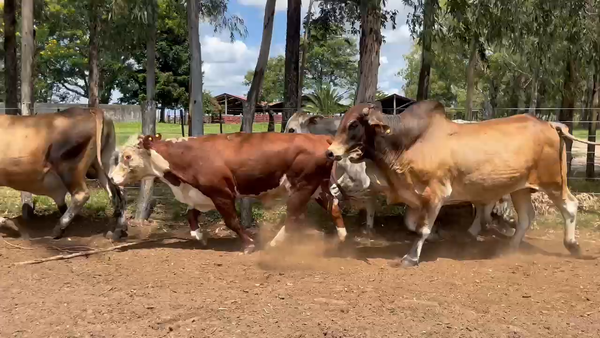 Lote 13 Toros en Corrientes, Col. Libertad