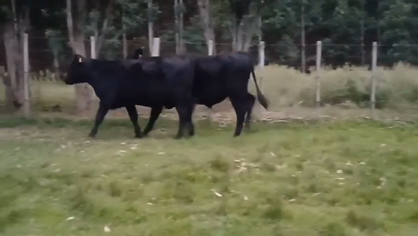Lote 2 Novillos 1 a 2 años ANGUS 340kg -  en MONZON