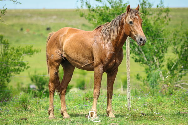 Lote Capitan Don Salvador