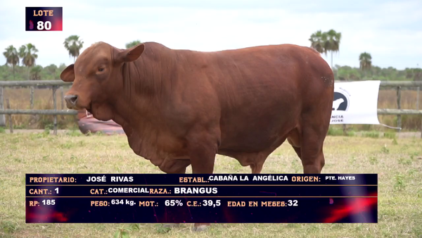 Lote JOSE RIVAS- LOTE  80 - EN VIVO