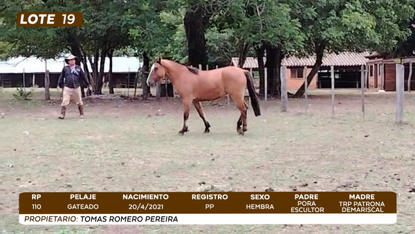 Lote LOTE 19- CAMPO