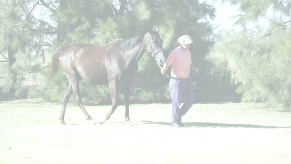 Lote MIRACLE JOHAN (CURIOSO JOHAN - EXPECT A MIRACLE) Preñez por NICODEMUS