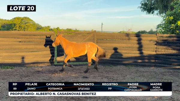 Lote LOTE 20