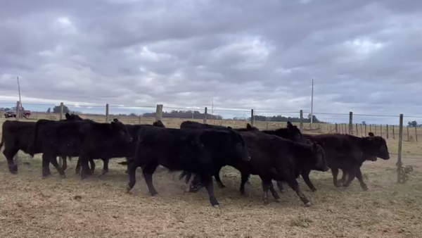 Lote 50 TERNS. MACHOS, SALADILLO, BS. AS.