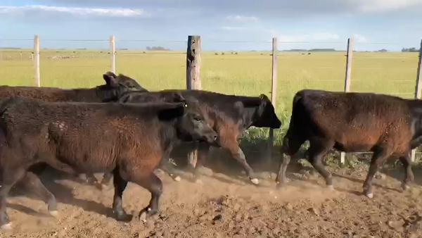 Lote 84 Terneros/as en Azul, Buenos Aires