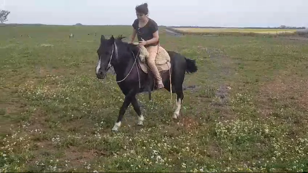 Lote (Vendido)Yegua TOBIANA, Colonia