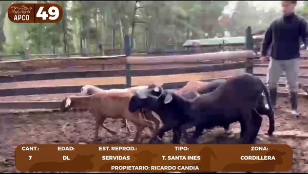 Lote LOTE 49 -POR PANTALLA