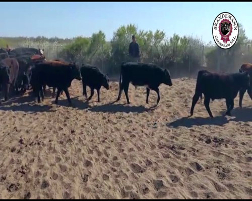 Lote 51 Terneros y 14 Novillitos