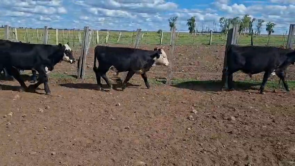 Lote TERNEROS