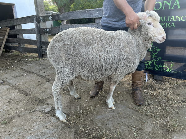 Lote Borrego 2D (MO: No)