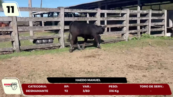 Lote LOTE 11- EN VIVO