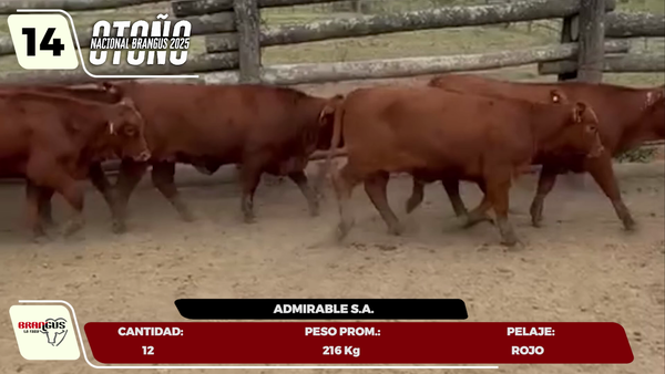 Lote LOTE 14