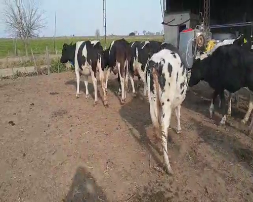 Lote VAQUILLONAS PREÑADAS DANTE ALBRECHT