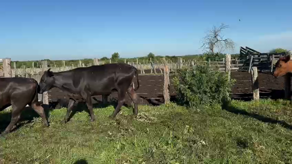 Lote 14 Vacas de invernar