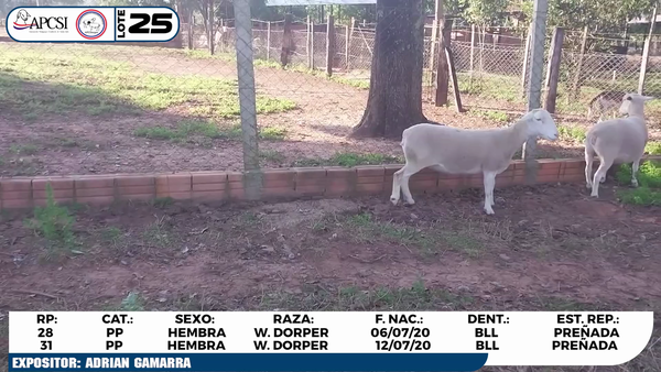 Lote LOTE 25