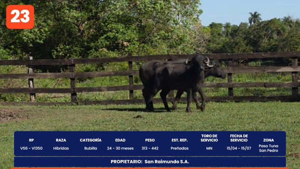 Lote LOTE 23