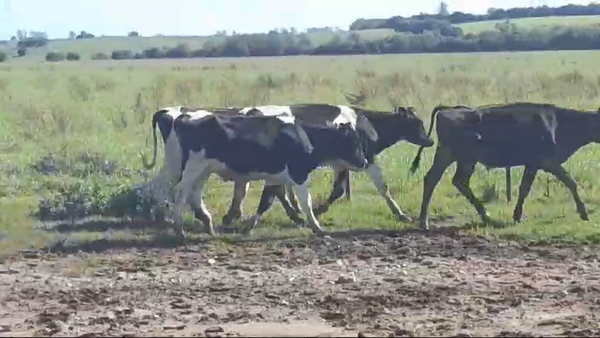 Lote (Vendido)25 Novillos Holando HOLANDO 255kg -  en SAN PEDRO