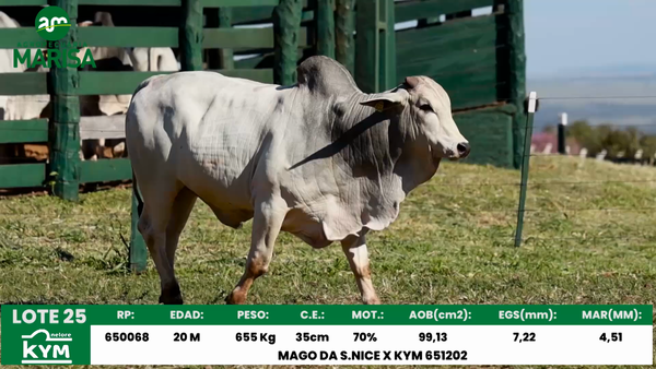 Lote Lote 25