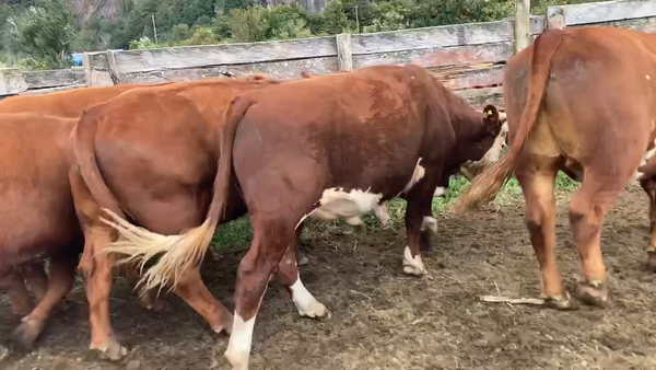 Lote 30 Novillo Engorda en Aysén, XI Región Aysén