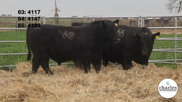 Lote TOROS PUROS CONTROLADOS