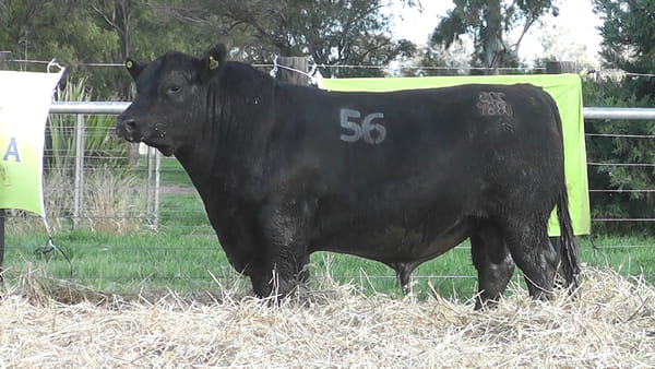 Lote TOROS ANGUS PUROS CONTROLADOS