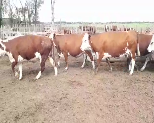 Lote (Vendido)15 Vacas , Córdoba