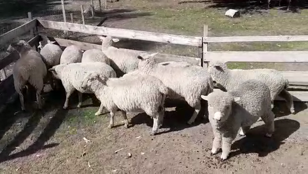 Lote (Vendido)11 Corderas FRISONA - CARAMORA/ TEXEL, Colonia