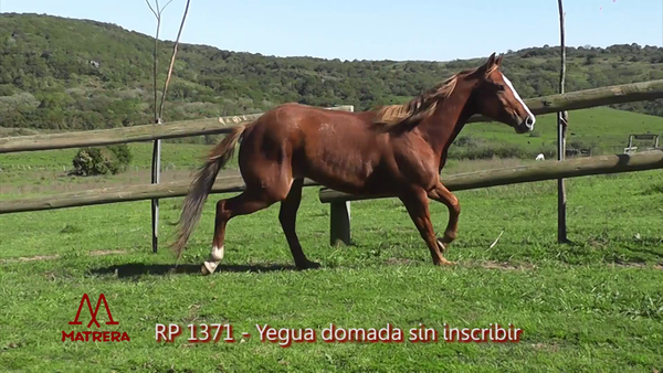 Lote YEGUA DOMADA 1371