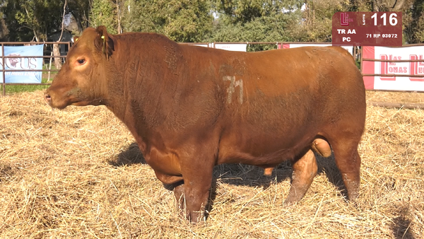 71 03072 — TOROS ANGUS COLORADOS  PC