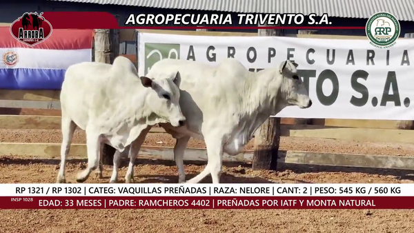 Lote VAQUILLAS PREÑADAS