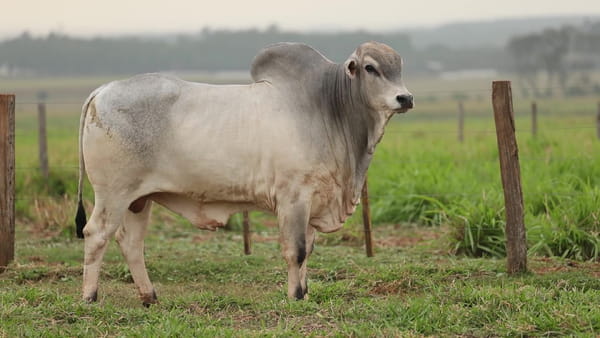 Lote LOTE 79