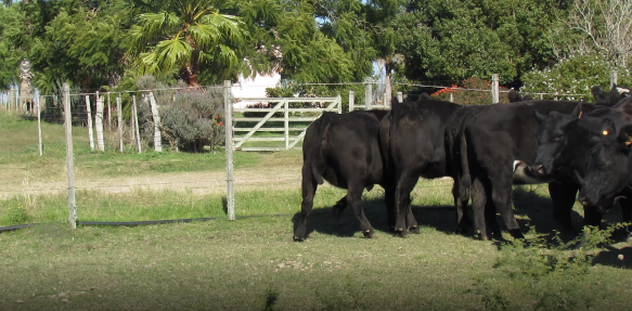 Lote 10 Vaca en Colonia