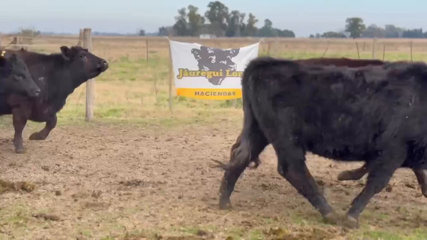 Lote 32 Vaquillonas C/ gtia de preñez