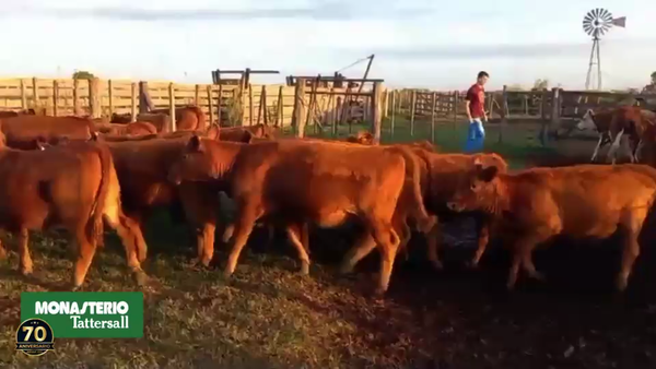 Lote 25 Terneros/as en Pahuajo